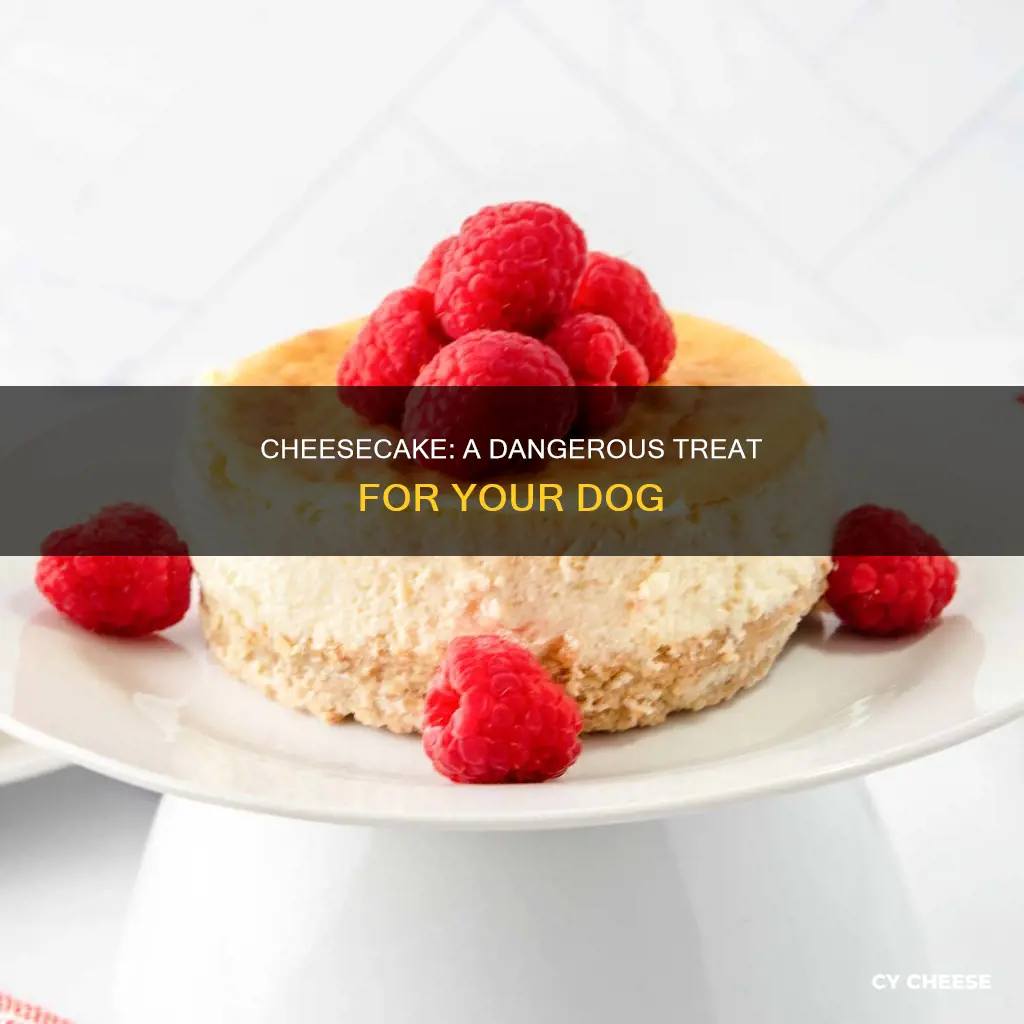 is cheese cake bad for dogs