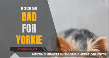Cheesecake: A Treat or Danger for Yorkies?