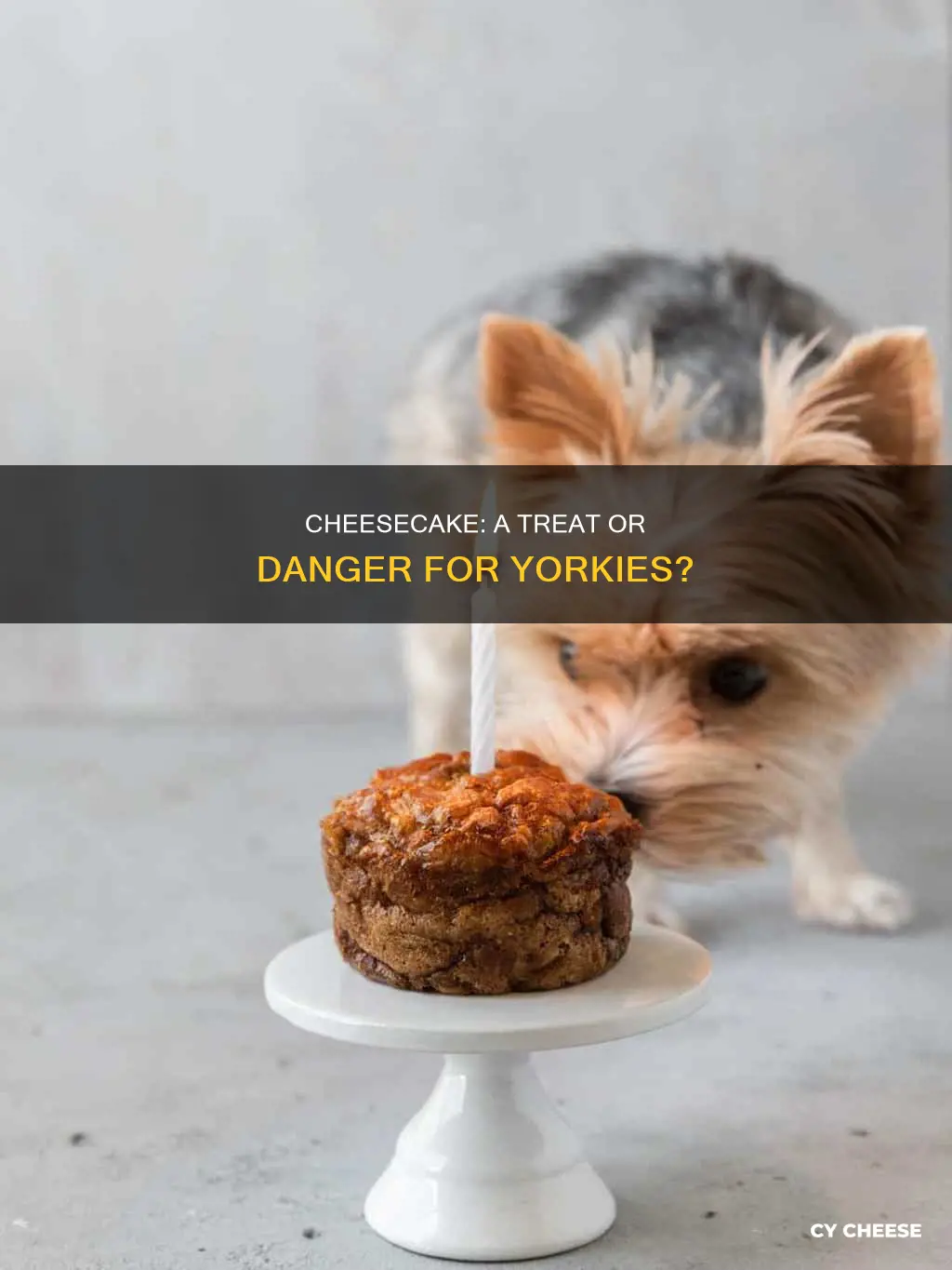is cheese cake bad for yorkie