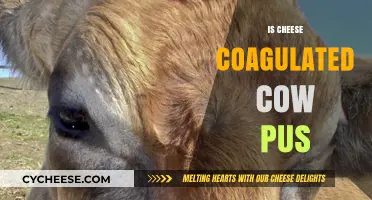 Debunking Myths: Is Cheese Really Coagulated Cow Pus?