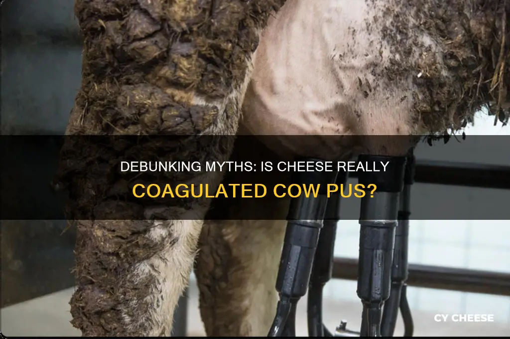 is cheese coagulated cow pus
