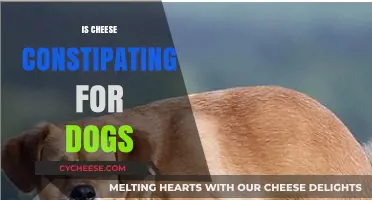 Can Cheese Cause Constipation in Dogs? Facts and Tips