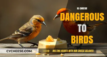 Is Cheese Safe for Birds? Potential Risks and Alternatives Explained
