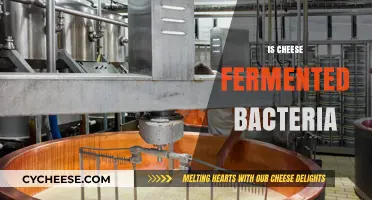 Is Cheese Fermented Bacteria? Unveiling the Microbial Magic Behind Dairy
