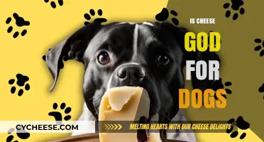 Can Dogs Eat Cheese? Benefits, Risks, and Safe Serving Tips