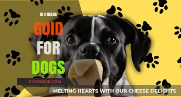 Can Dogs Eat Cheese? Benefits, Risks, and Safe Serving Tips
