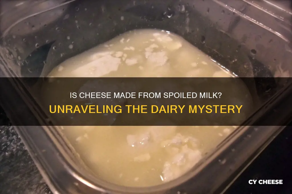 is cheese gone off milk