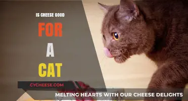 Can Cats Eat Cheese? Health Benefits and Risks Explained