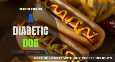Cheese for Diabetic Dogs: A Healthy Treat?