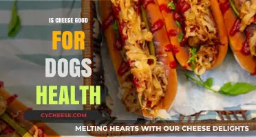 Cheese for Dogs: Healthy Treat or Health Risk?