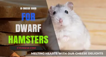 Cheese for Dwarf Hamsters: A Healthy Treat?