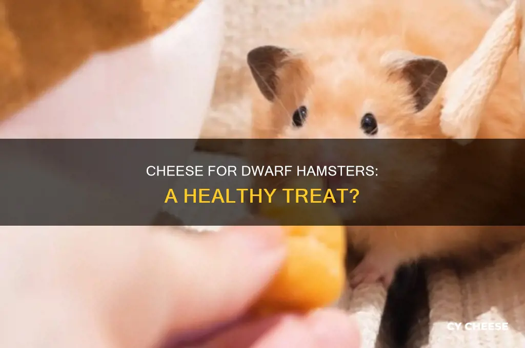 is cheese good for dwarf hamsters