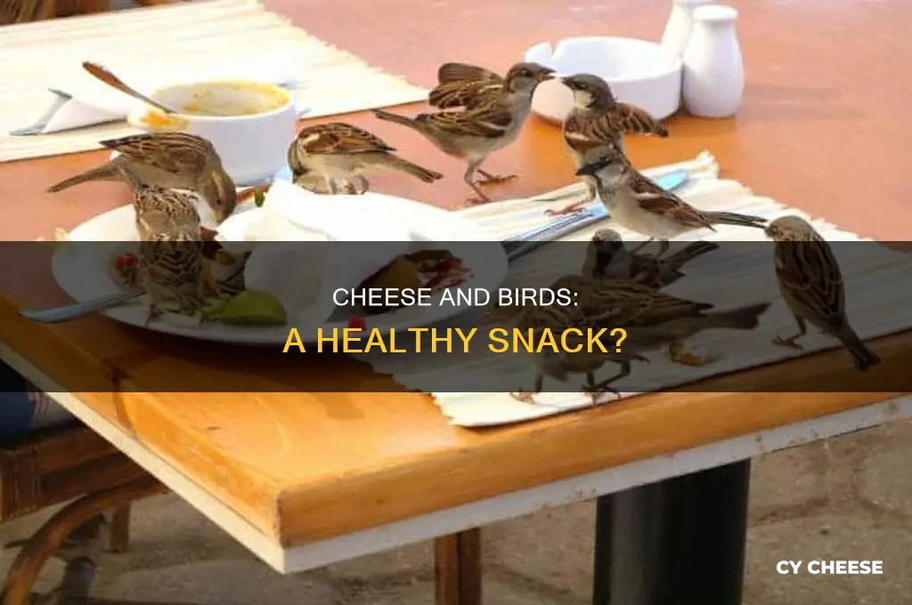 is cheese good for g birds