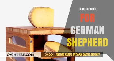 German Shepherds and Cheese: A Healthy Treat?