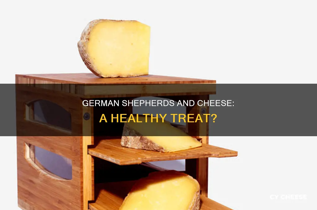 is cheese good for german shepherd