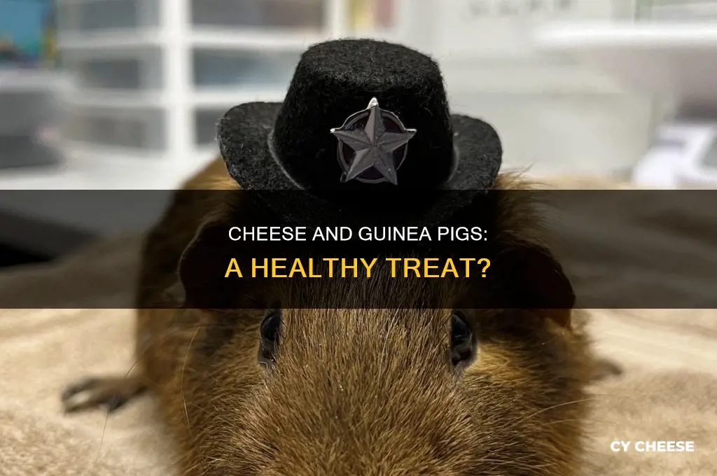 is cheese good for guinea pigs
