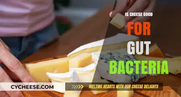 Cheese and Gut Health: A Balanced Diet