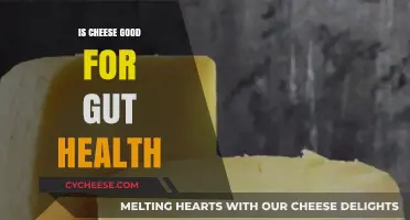 Cheese and Gut Health: Benefits, Myths, and Microbiome Impact