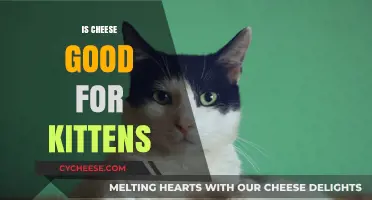 Cheese and Kittens: A Healthy Mix?