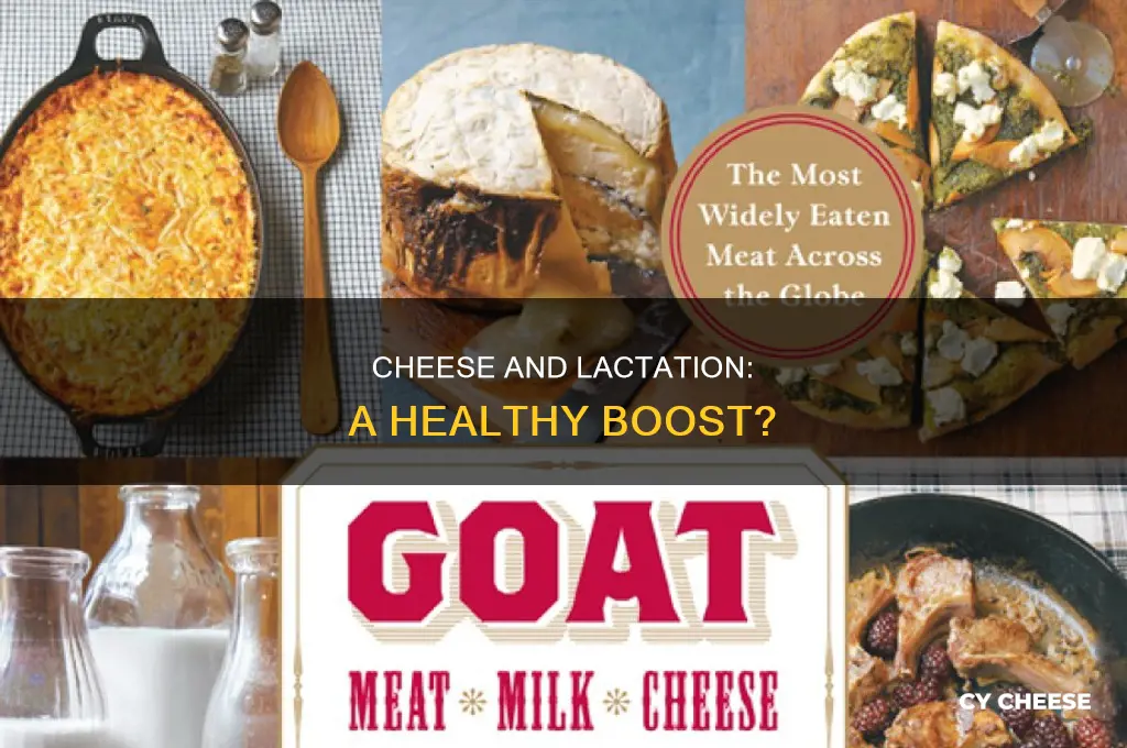 is cheese good for lactation