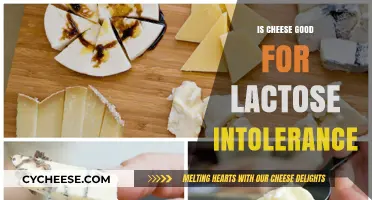 Cheese and Lactose Intolerance: What's the Verdict?