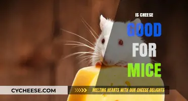 Cheese and Mice: A Healthy Combination?