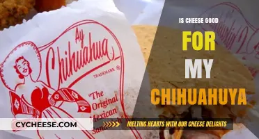 Cheese: A Healthy Treat for Chihuahuas?