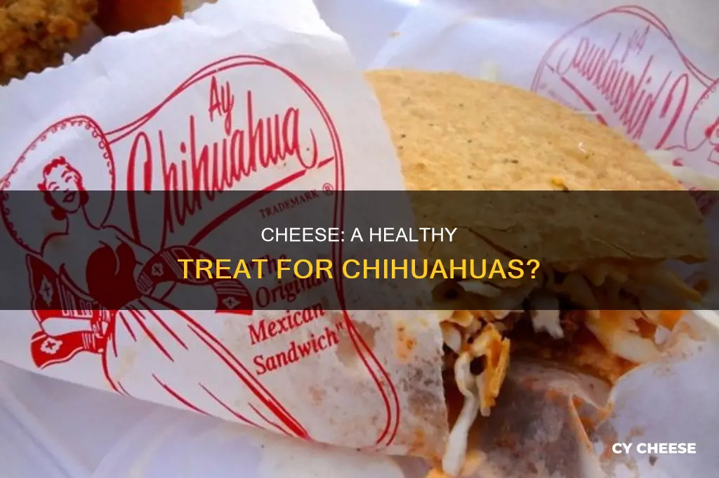 is cheese good for my chihuahuya