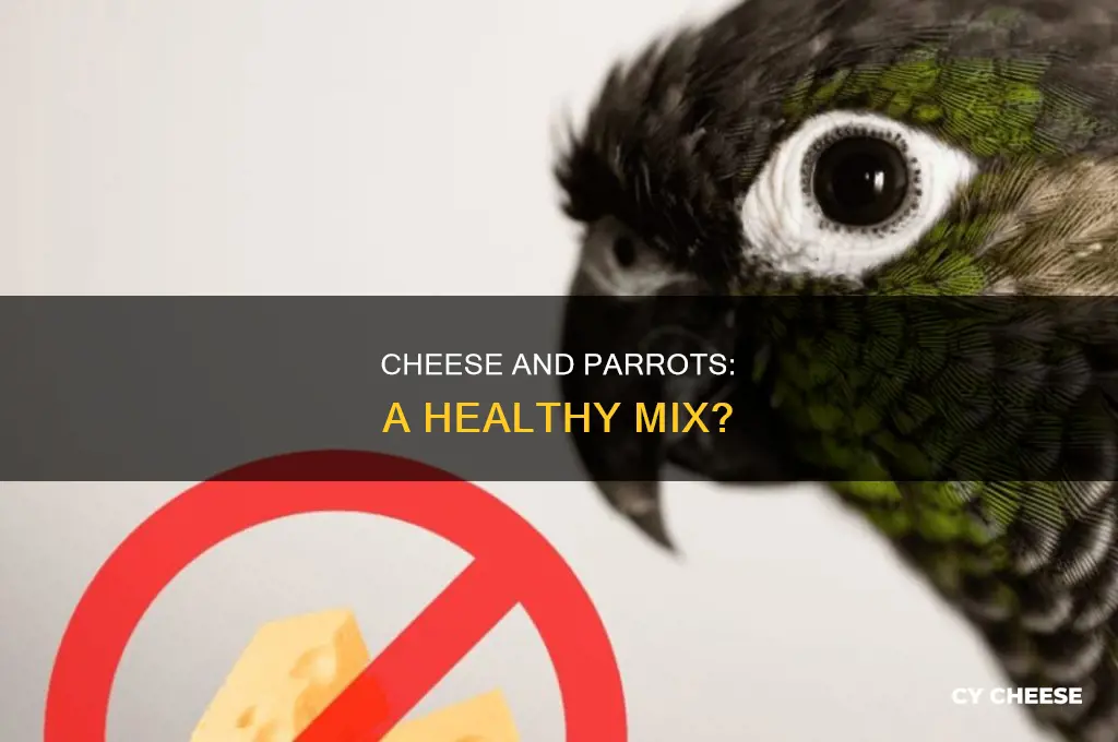 is cheese good for parrots