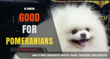 Cheese and Pomeranians: A Healthy Treat?