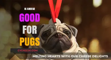 Cheese and Pugs: A Healthy Treat?