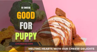 Cheese for Puppies: Good or Bad?