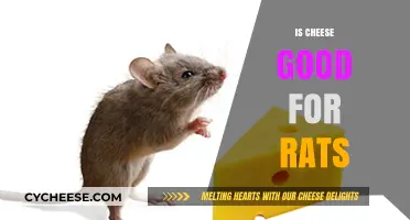 Cheese and Rats: A Healthy Combination?