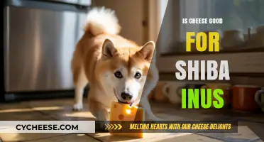 Cheese and Shiba Inus: A Healthy Treat?
