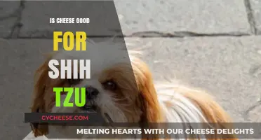 Cheese and Shih Tzus: A Healthy Treat?