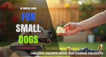 Cheese for Small Dogs: Healthy or Harmful?
