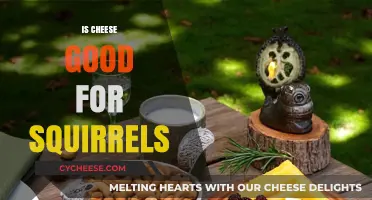 Cheese and Squirrels: A Healthy Snack?