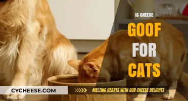 Can Cats Eat Cheese? Exploring the Risks and Benefits