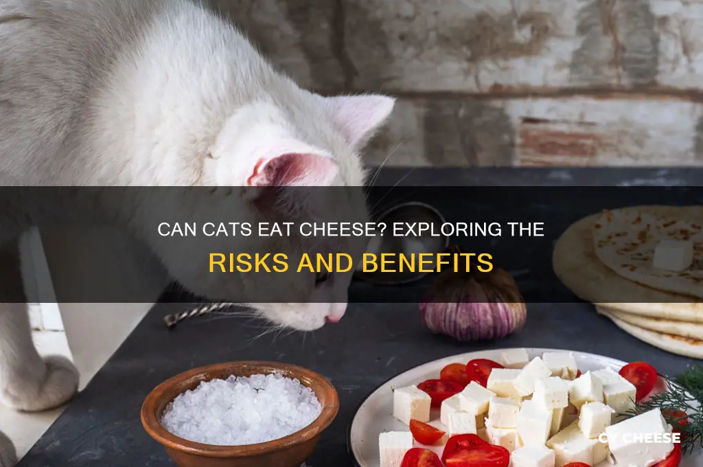 is cheese goof for cats