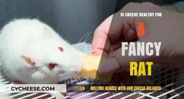 Cheese for Rats: Healthy Treat or Unhealthy Indulgence?
