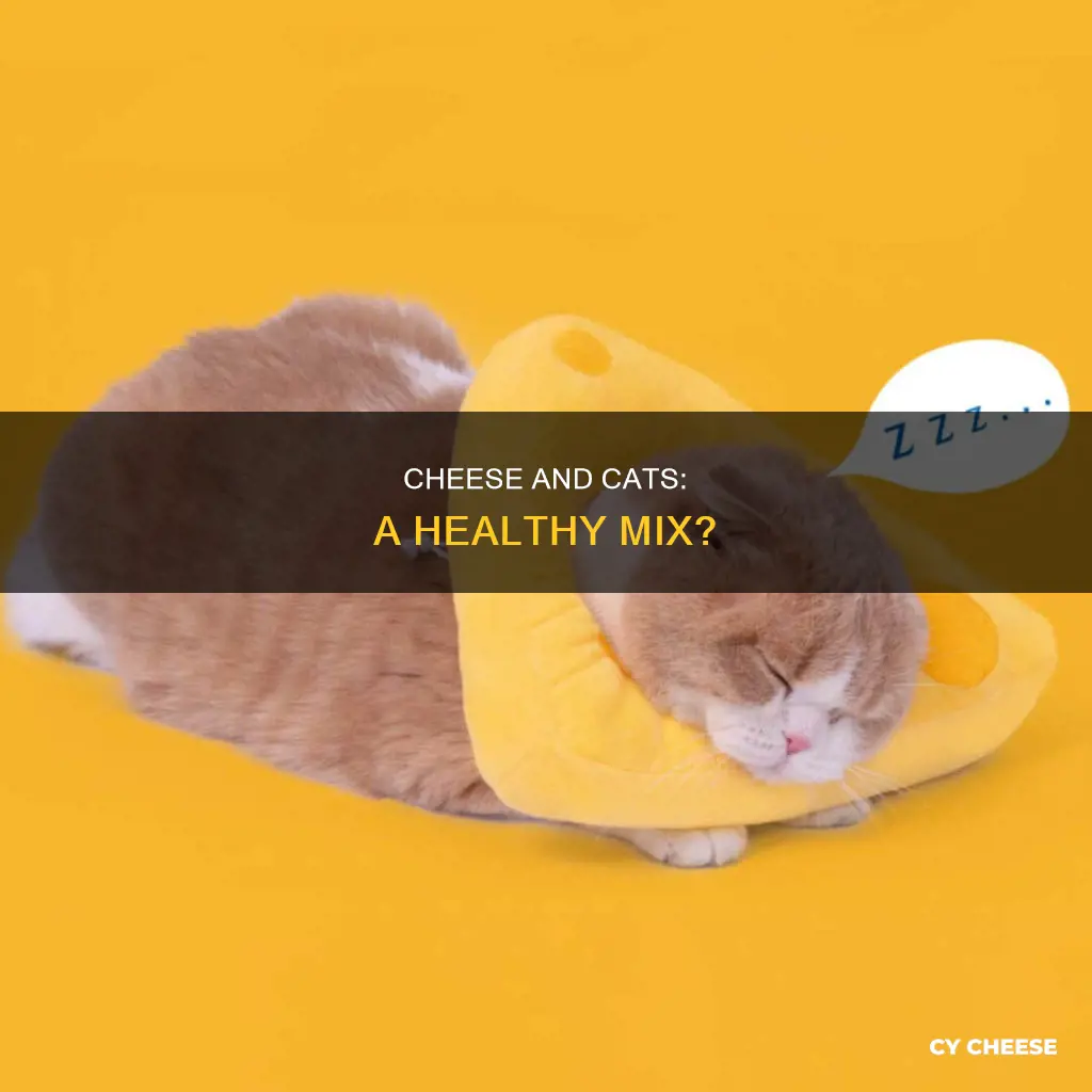 is cheese healthy for cats