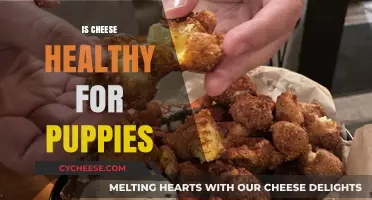 Cheese for Puppies: Healthy or Harmful?