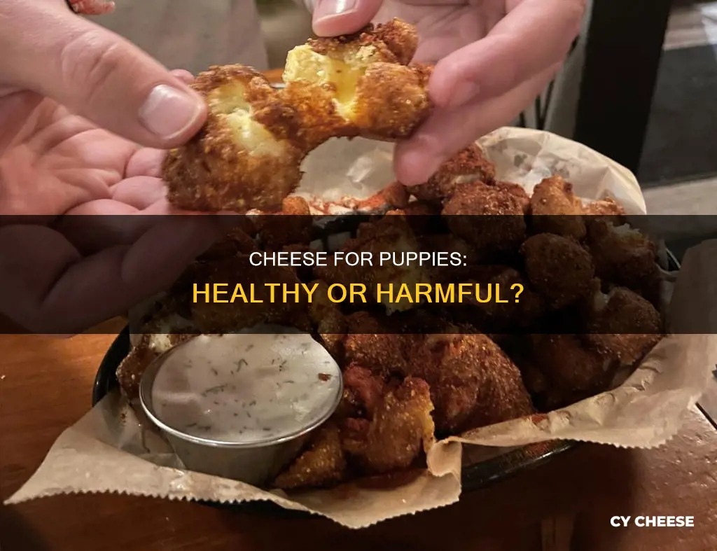 is cheese healthy for puppies