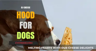 Can Dogs Eat Cheese? Health Risks and Benefits Explained