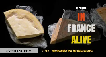 Is French Cheese Alive? Exploring the Microbial Magic of Fromage