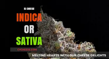 Cheese Strain Unveiled: Indica or Sativa Dominance Explained