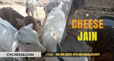 Is Cheese Jain? Exploring Dairy Ethics in Jainism