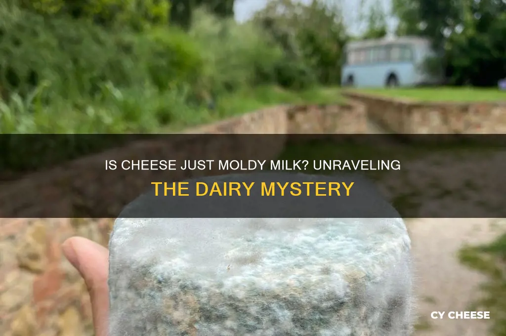 is cheese just moldy milk
