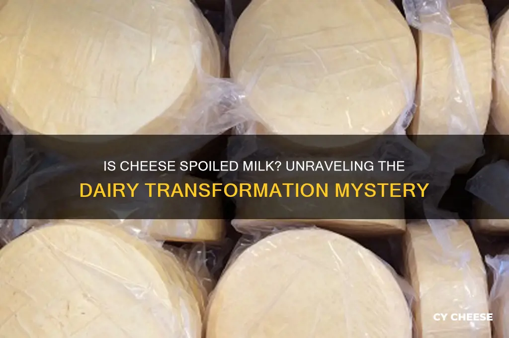 is cheese just spoiled milk