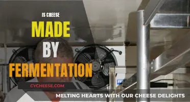 Cheese Fermentation: An Ancient Art Explained